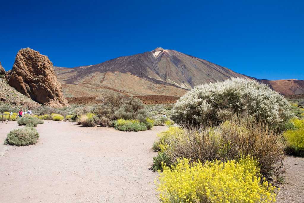 Path with plants and the Teide volcano in the background, in Tenerife.