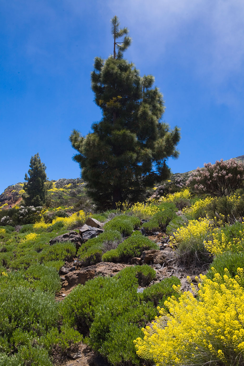 Pine tree surrounded by yellow flowers in Teide National Park, Tenerife.