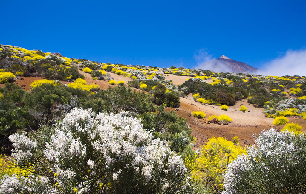 Vegetation in the Teide National Park in Tenerife, with mountain in the background.