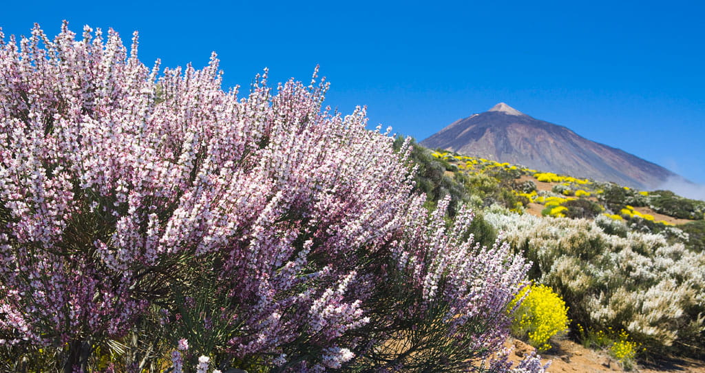 Flowers and the peak of Mount Teide in Tenerife under blue skies.