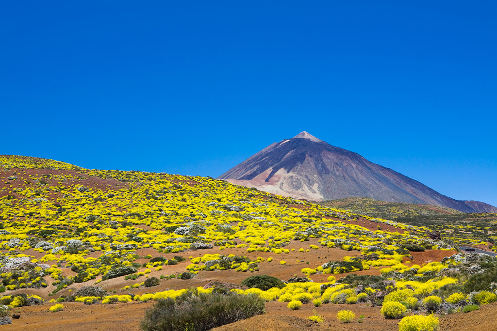 Landscape of Teide in Tenerife with yellow vegetation on volcanic soil.