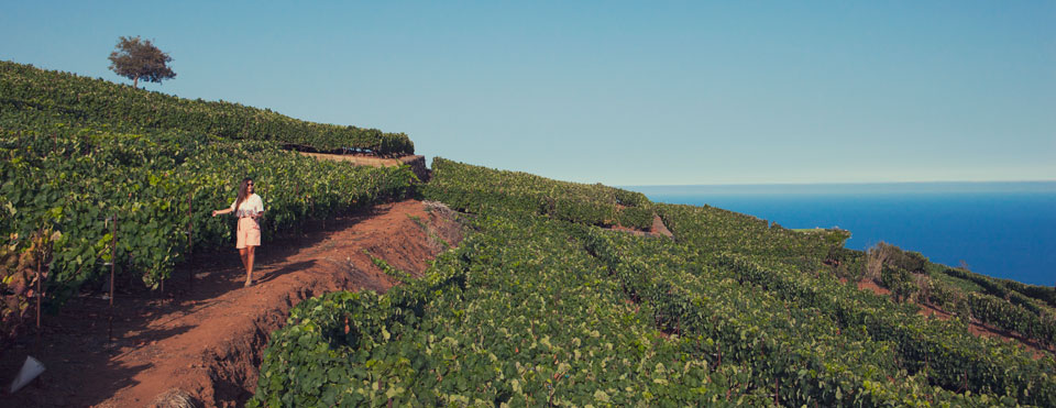 Conservación del vino