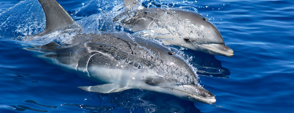 Delfín mular
