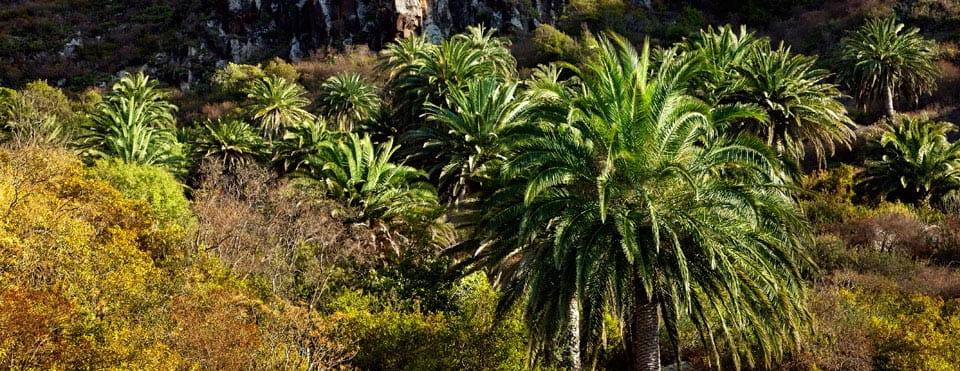 Palmera canaria