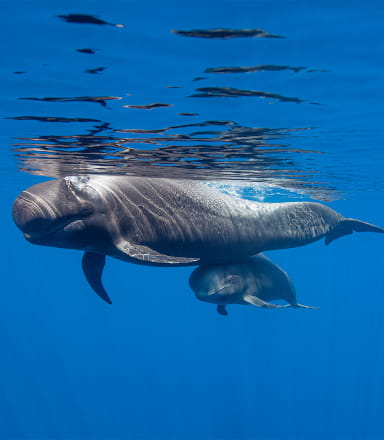 Discover the cetaceans