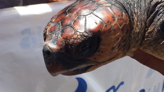 The loggerhead sea turtle “Viky” returns to the sea – commitment to the International Year of Sustainable Tourism