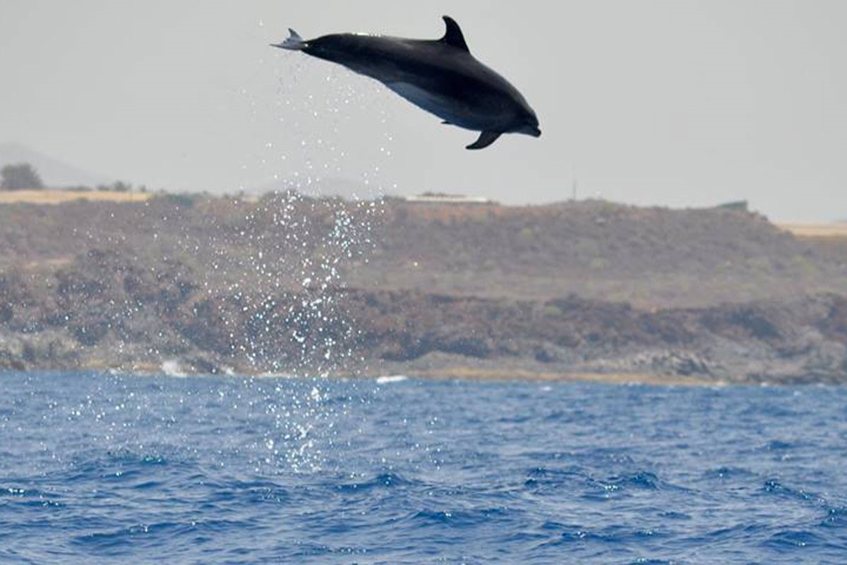 Dolphin watching in Tenerife – don’t miss it