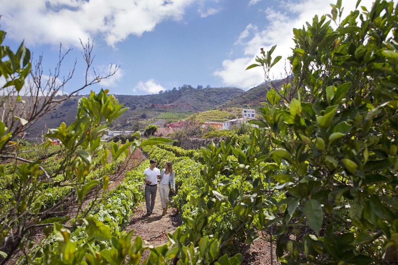 Wines of Tenerife - protagonists in November