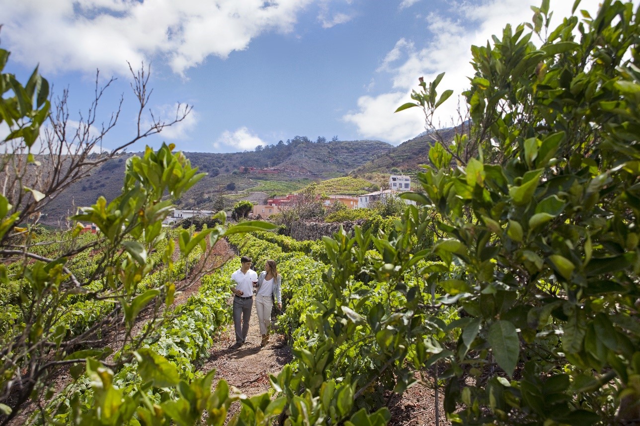 Wines of Tenerife – protagonists in November