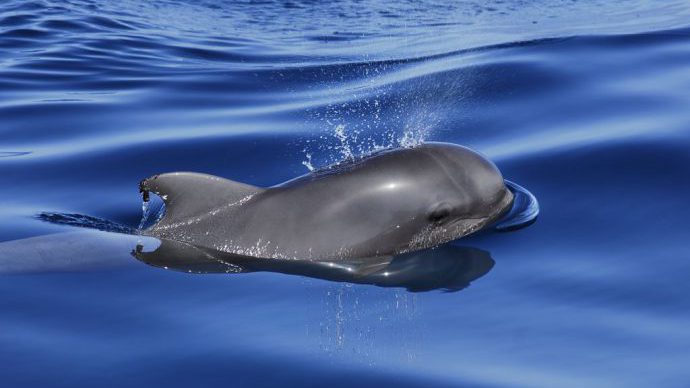 The day I meet the wild whales and dolphins of Tenerife