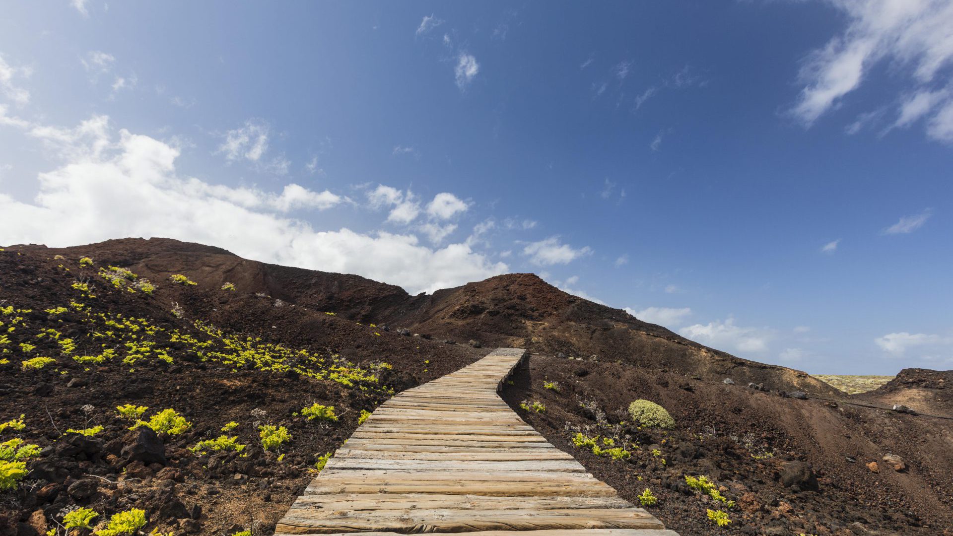 Tenerife, ready to welcome shoots