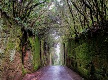 Tenerife in spring, an explosion of life and colour