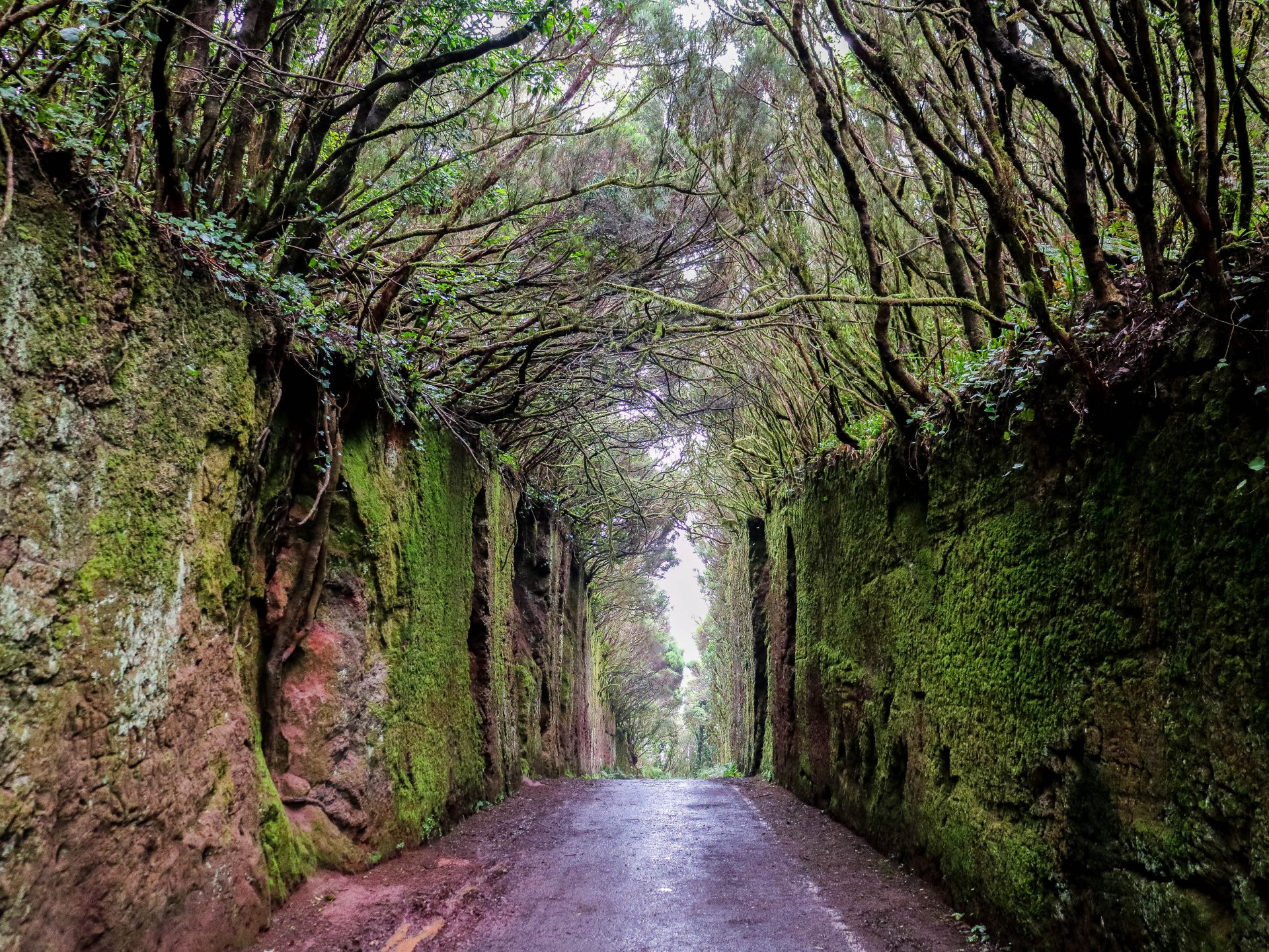 Tenerife in spring, an explosion of life and colour - Tenerife! awakens  emotions