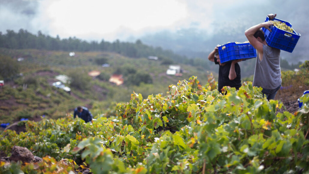 Tenerife, an island to be savoured in every glass