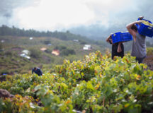 Tenerife, an island to be savoured in every glass